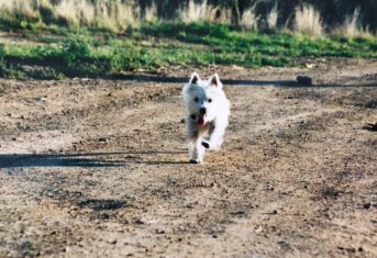 A small white dog running on a dirt path