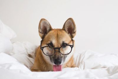 A small brown dog lying in a bed wearing glasses