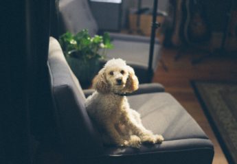 A small white poodle sitting on a couch in the sun