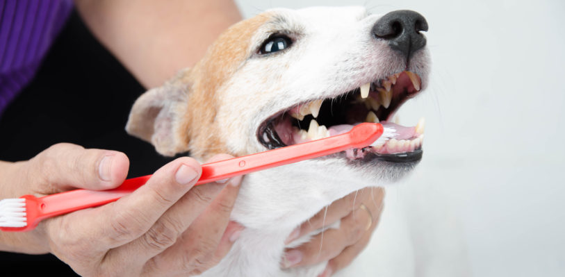 Dog getting it's teeth brushed