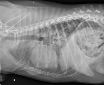 An x-ray showing pneumonia in a dog's lung
