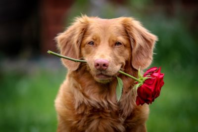 A dog holds a rose in its mouth