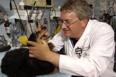 The Animal Medical Center's Dr. Dan Carmichael inspects a dog's teeth in the Dentistry suite