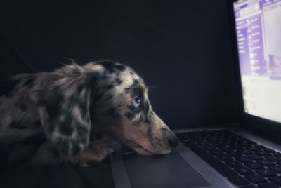 A dog stares at a computer screen