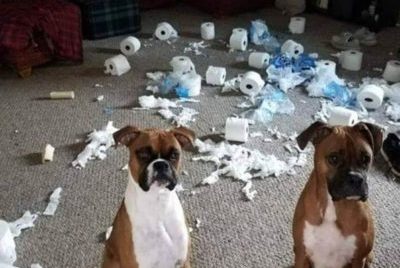 Two boxers sit in front of a room of torn up toilet paper