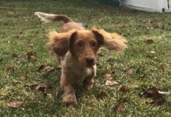 A dachshund runs across a lawn