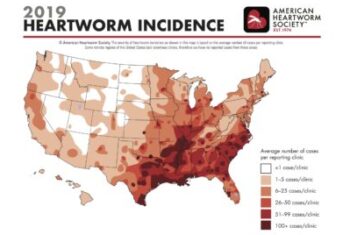A map showing heartworm prevalence in the United States