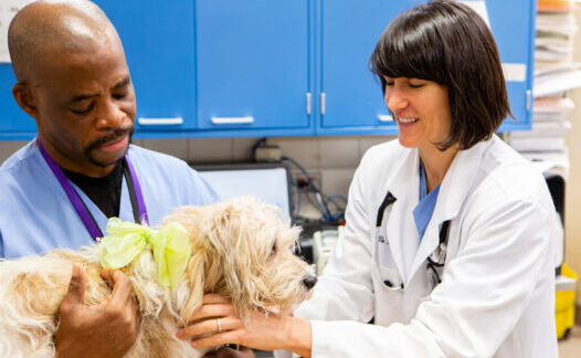 Two veterinary professionals examine a dog