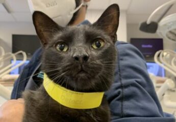 A black rescue cat visits the Dentistry service at the Animal Medical Center