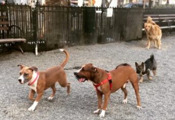 Dogs play at a dog park in New York City