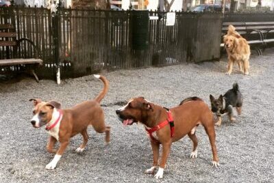 Dogs play at a dog park in New York City