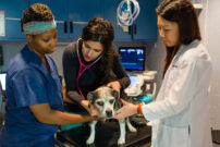 A group of veterinary professionals examines a dog on an exam table