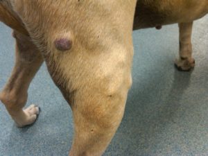 Mast cell tumor on a dog's hind leg