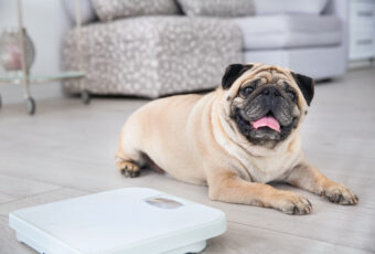 Overweight pug next to a scale