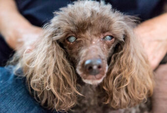 Poodle with cataracts in both eyes (cloudiness).