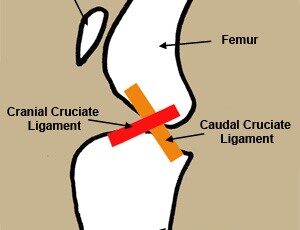 Illustration showing where the CCL tear occurs.