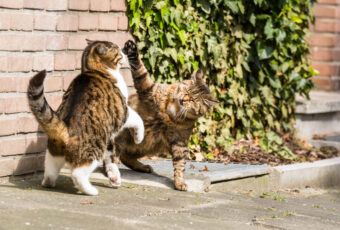 Outdoor cats playing or fighting.