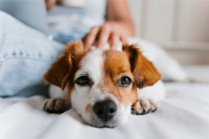 Dog lying down on bed being pet by owner.