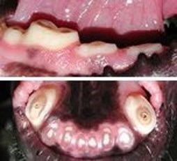 Side and top views of a dog's teeth that have been worn down by tennis ball fuzz