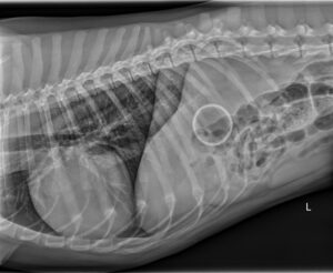 An x-ray of an intact tennis ball in the stomach of a Labrador retriever