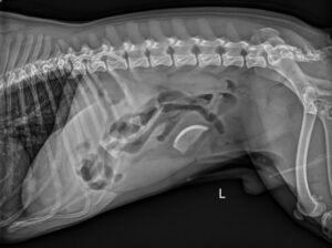 An x-ray of a partial tennis ball in a dog's stomach