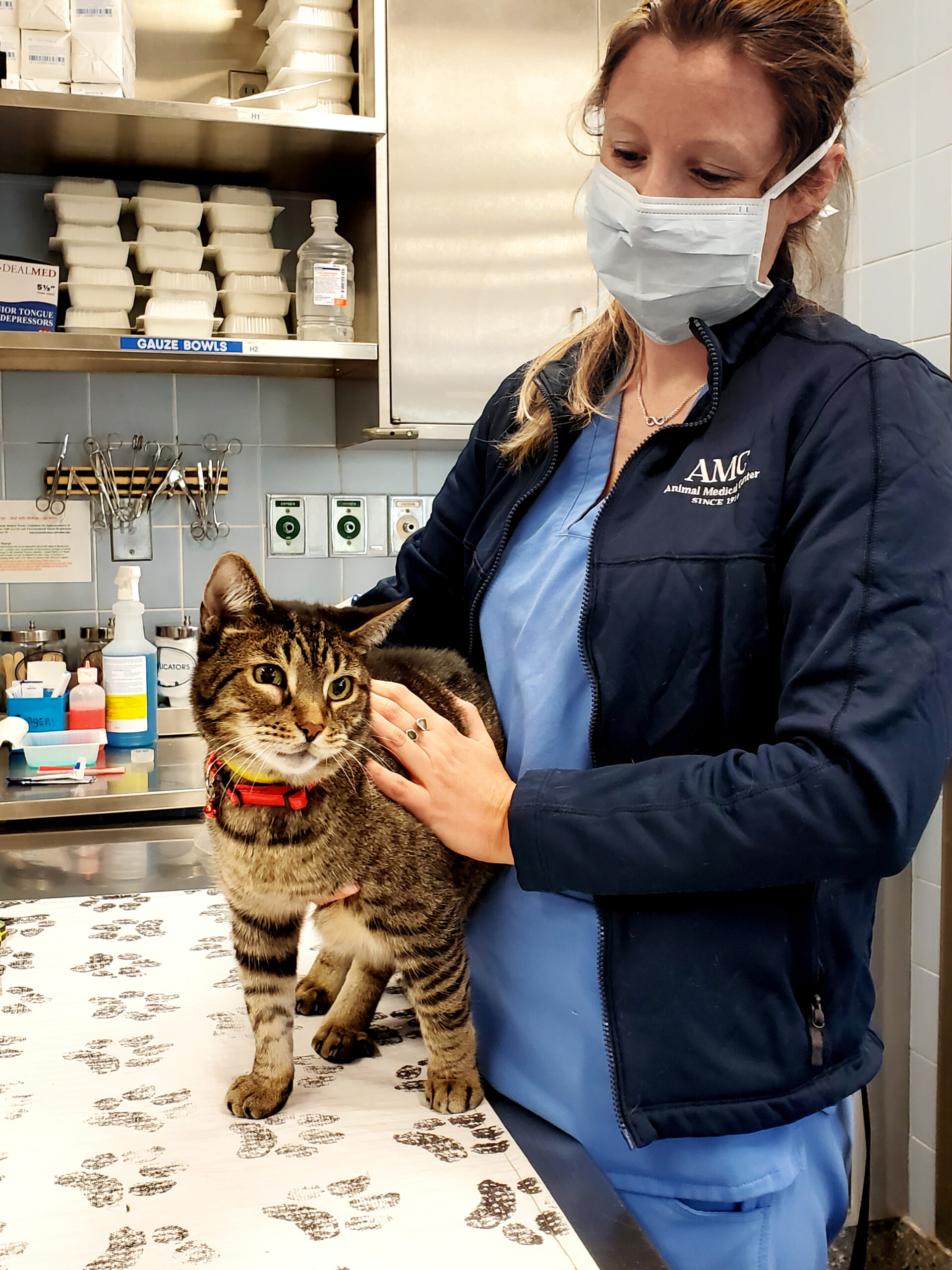 A masked veterinary professional holds a cat on an exam table