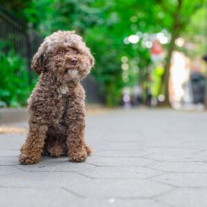 Dudley sits on the sidewalk