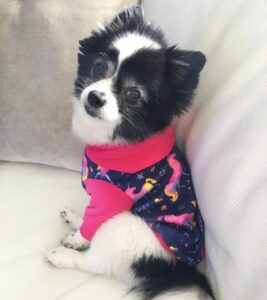 Lola sitting on a couch in a sweater