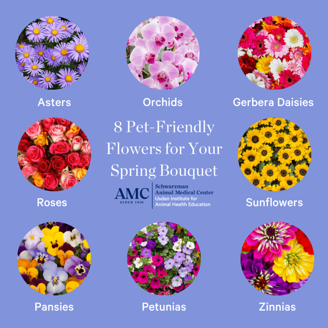 spring flowers that are safe for pets