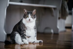 Overweight cat sitting in kitchen