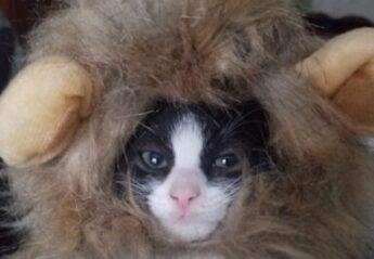 A Kitten Wearing a Halloween Costume