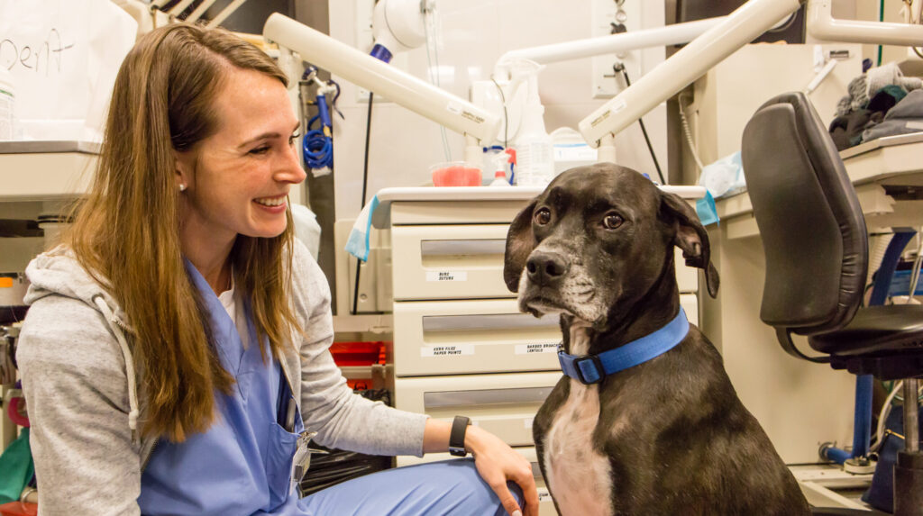 A veterinary professional sits in a veterinary clinic with a dog