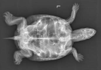 An x-ray of a turtle