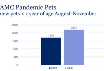 A graph showing more pets under 1 year of age seen at AMC in 2020 when compared to 2019