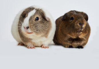 Two guinea Pigs