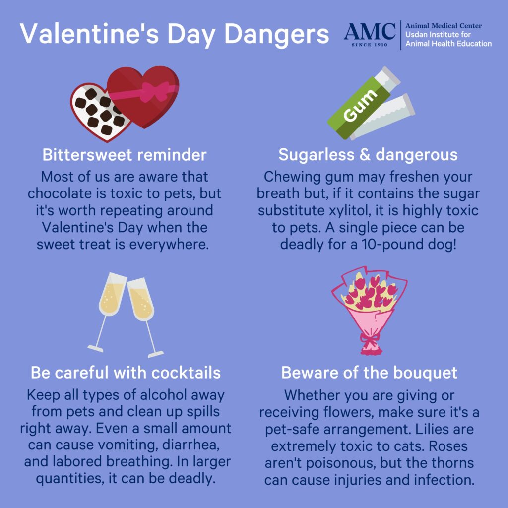 An infographic of Valentine's Day dangers for pets
