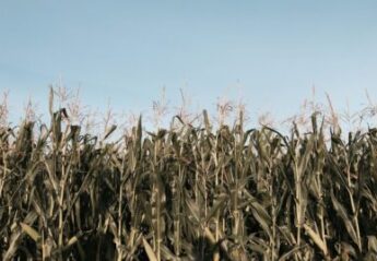 A field of corn