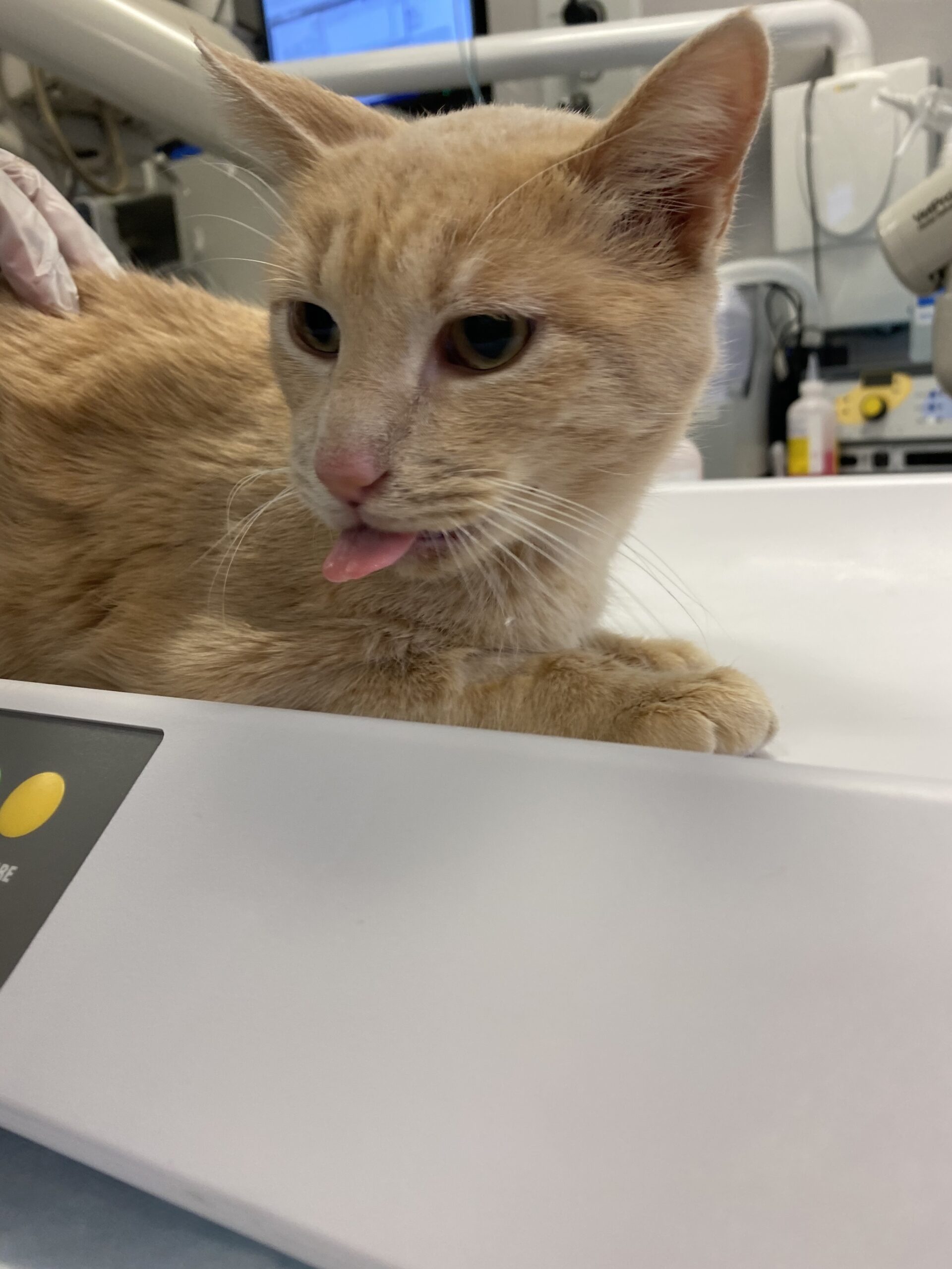 An orange cat at an animal hospital