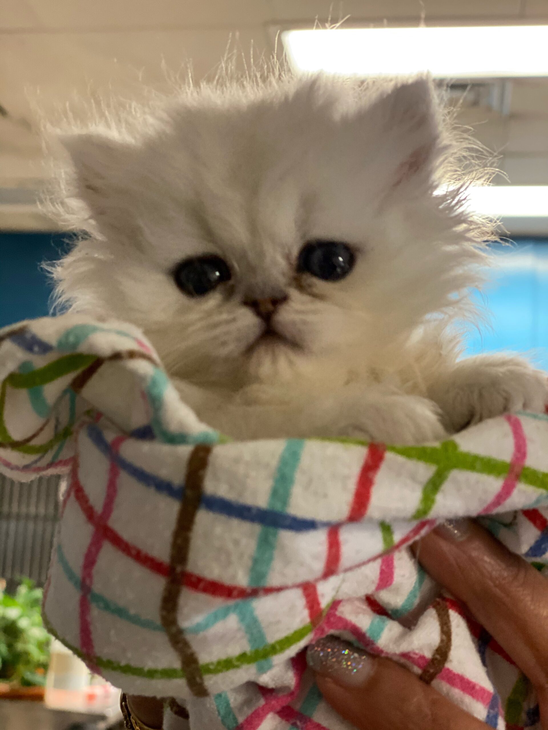 A white kitten