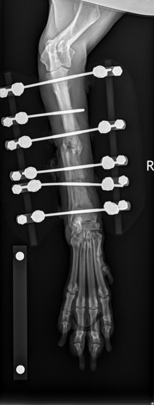 An x-ray of fracture repair in a dog