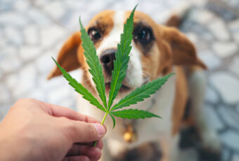 dog and marijuana leaf