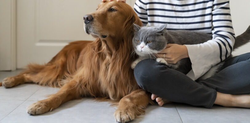Dog and cat lying on floor with owner