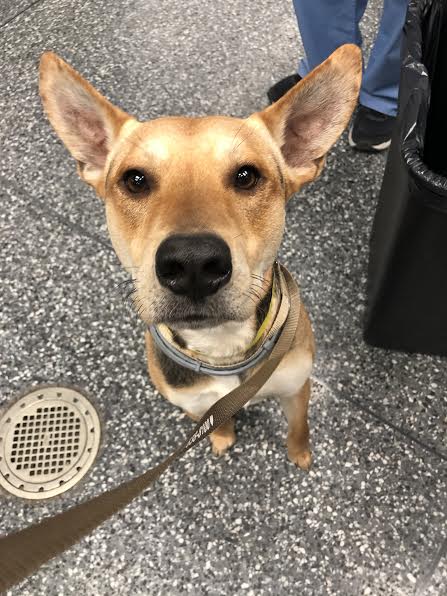 Larry the dog with ears perked up looking at the camera