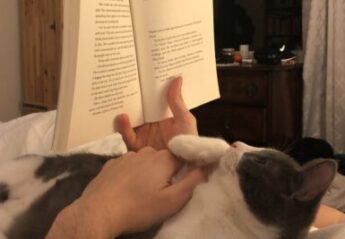 A cat reading a book