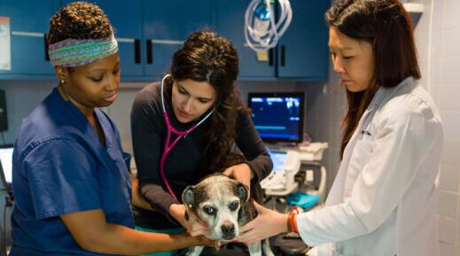 Veterinary professionals at the Animal Medical Center of New York
