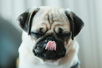 A pug licking its nose