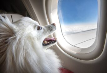 A dog looking out an airplane window
