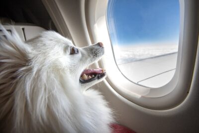 A dog looking out an airplane window