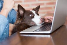 A dog looks at a laptop