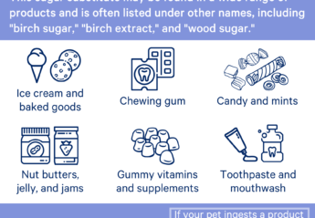 information about the sugar substitute xylitol